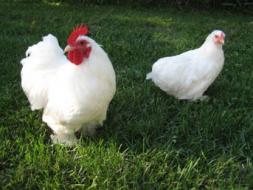 Alt�n yumurtlayan tavuk!