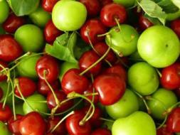 1 kilo kiraz +1 kilo erik = 1 ayl�k ev kiras�